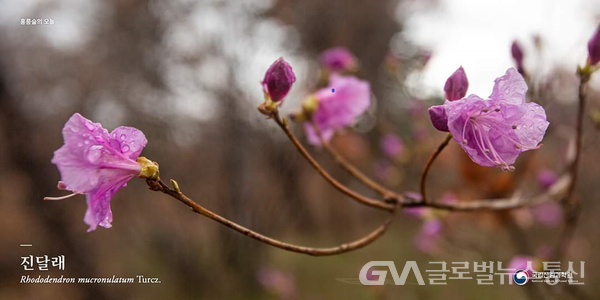 (사진제공: 국립산림과학원) 활짝핀 아름다운 진달래꽃