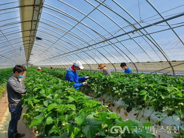 (사진제공:경북도)농촌일손돕기 딸기 잎따기