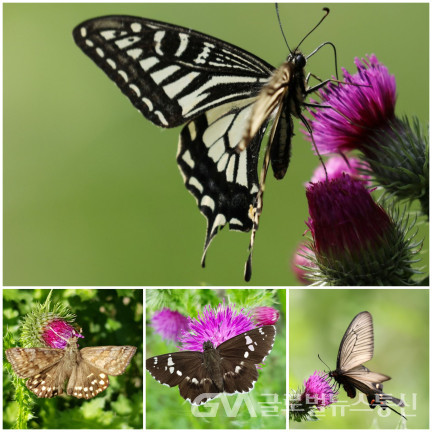 (사진제공 : 이종봉 사진작가) 사진은 위에서 좌로 호랑 나비, 멧 팔랑나비,왕자 팔랑나비, 사향 제비나비