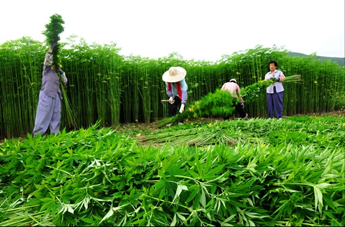 (사진제공:안동시) 안동포마을의 대마를 섬유로 사용하기위해  수확하는 모습