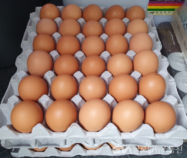 (사진제공:경주시)산란계농장 계란 안전성 집중검사 실시