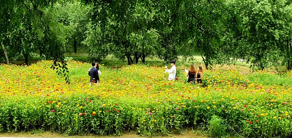 (사진:글로벌뉴스통신 남기재 논설위원)백일홍 꽃밭이 좋다