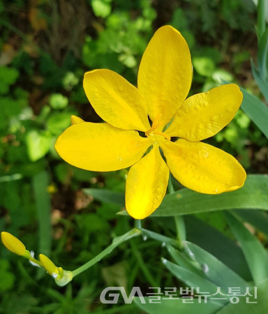 (사진제공: 이종봉작가) 예쁜 노랑 범부채꽃