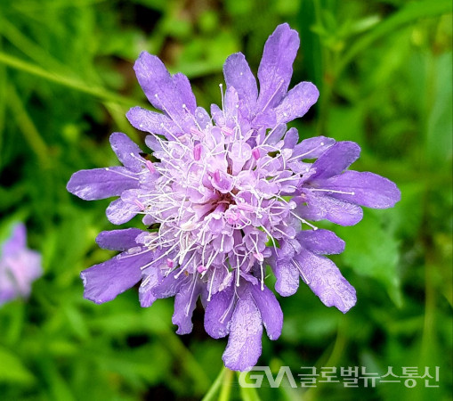 (사진: 이종봉작가) 깊은 산골의 아름다운 솔체꽃 모습