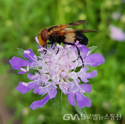 (사진: 이종봉작가) 솔체꽃과 "어리대모꽃등에"곤충의 공생모습
