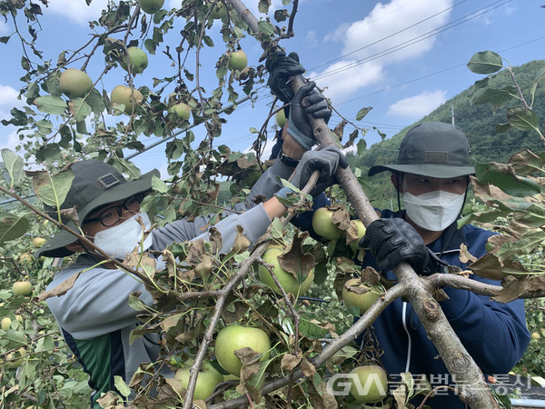 (사진제공:육군군수사)2탄약창 대민지원 태풍으로 넘어진 사과나무를 다시 세우고 있다.