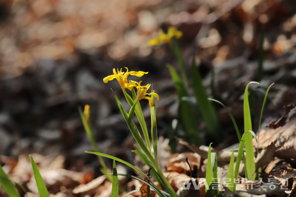 (사진제공: 한국수목원관리원) 봉화군 자생지내의 노랑붓꽃 모습 (1)