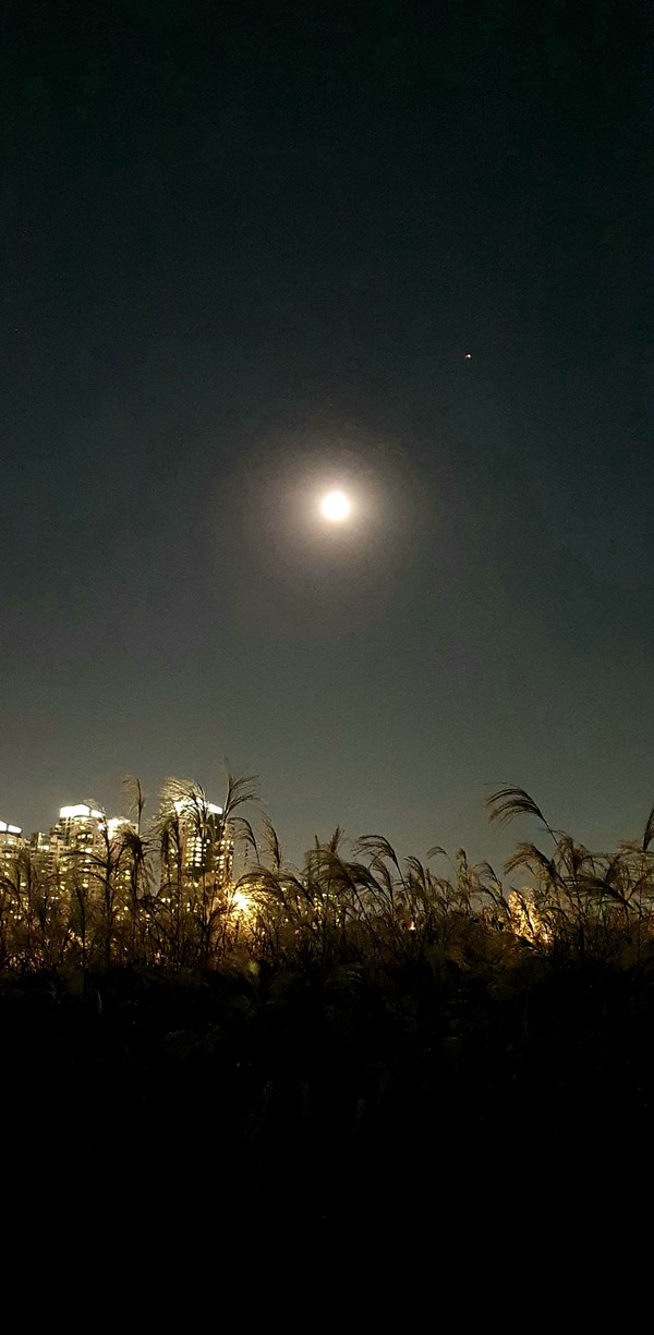 (사진:글로벌뉴스통신 남기재 논설위원)달빛 별빛 비추이는 도심 갈대밭 풍경