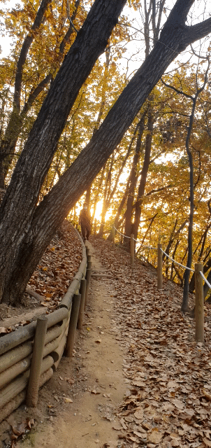 (사진:글로벌뉴스통신 남기재 논설위원)석양빛 파고드는 낙엽진 산책길