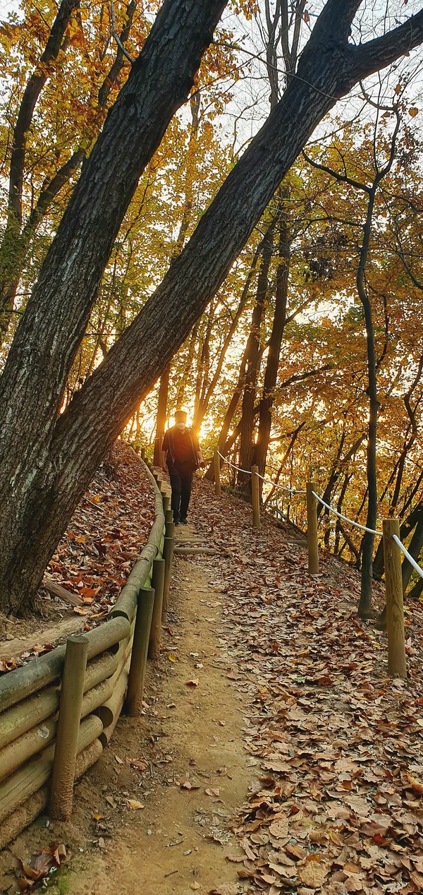 (사진:글로벌뉴스통신 남기재 논설위원)석양빛 파고드는 낙엽진 산책길