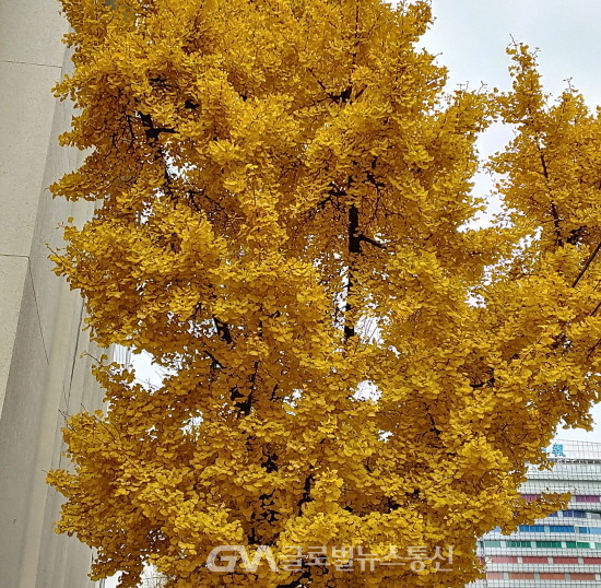 (사진:글로벌뉴스통신 송영기 기자)노란 은행잎이 도심의 늦가을 정취를 물씬 자아낸다.