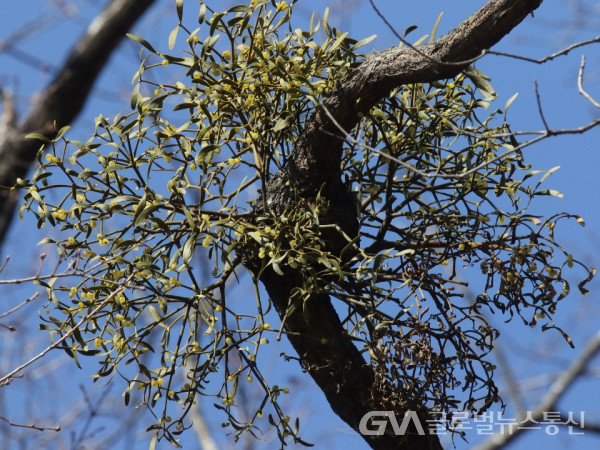 (사진촬영: 이종봉 작가) 참나무류에서 자생하는 겨우살이 모습
