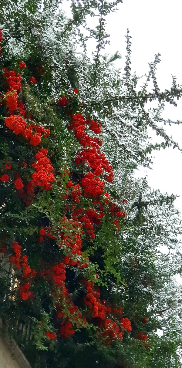 (사진:글로벌뉴스통신 남기재 논설위원)하얀 눈발 속 붉은 '피라칸다' 열매