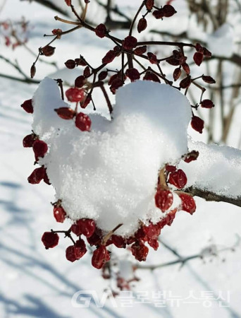 (사진촬영: 이종봉작가) 지난주 눈이 많이   내리는날 눈덮힌 덜꿩나무의 사랑표시