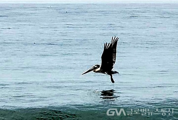 (사진제공: Jane Nam)먹이감 풍성한 바닷가 페리칸, 저공비행하며 운동도 하고 먹이감 사냥도 하고.....,