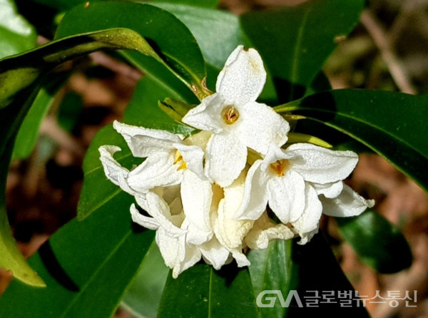     ​(사진제공: 이종봉작가)아름다운 백서향의 꽃 모습           