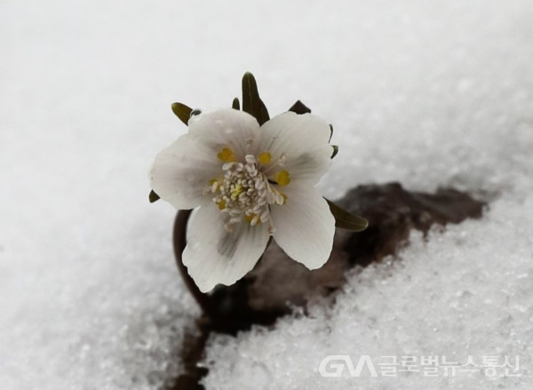 (사진촬영:이종봉 작가) 얼음속의 아름다운 "변산바람꽃" 모습
