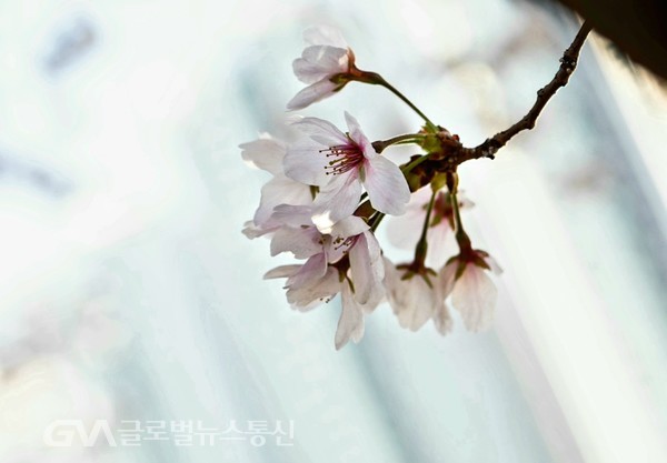 (사진제공: FKILsc 백명원 경영자문위원) 춘정春情은 못이기는 듯 나무기둥을 뚫고 나온 벗꽃