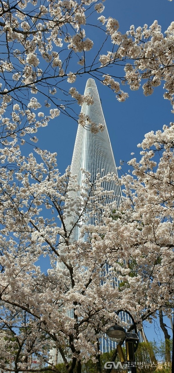 (사진제공: FKILsc 임홍재경영자문위원) 활짝 핀 벗꽃이 받쳐주는 사이로 솟은 Lotte World Tower