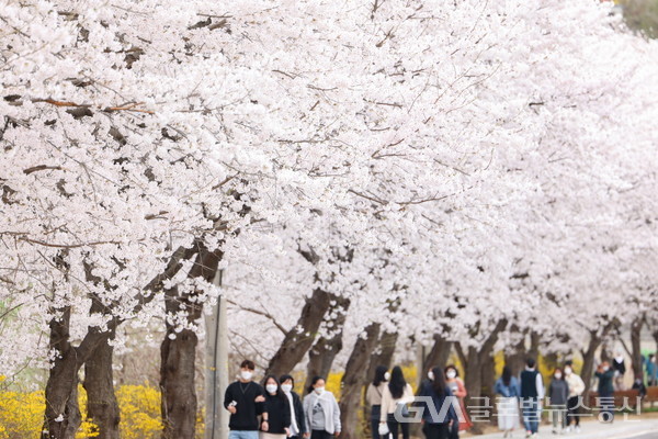 (사진제공:의왕시) 백운호수 벚꽃