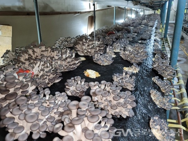 (사진제공:경북도)천적자원을 이용해 재배중인 느타리버섯