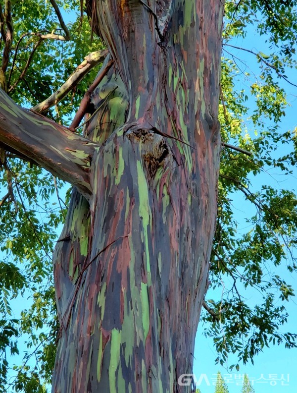 (사진제공: Jane Nam) 화려한 색깔을 가진 무지개나무Rainbow Eucalyptus라 불리는 ‘유칼립투스 디글럽Eucalyptus deglupta나무