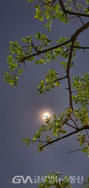 (사진: 글로벌뉴스통신남기재해설위원장) 별빛 달빛 아래 돋아 난 연두빛 감 잎새