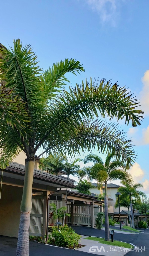 (사진: Jane Nam제공) Lodge 앞마당을 지키는 기둥 같은 Palm tree의 풍채