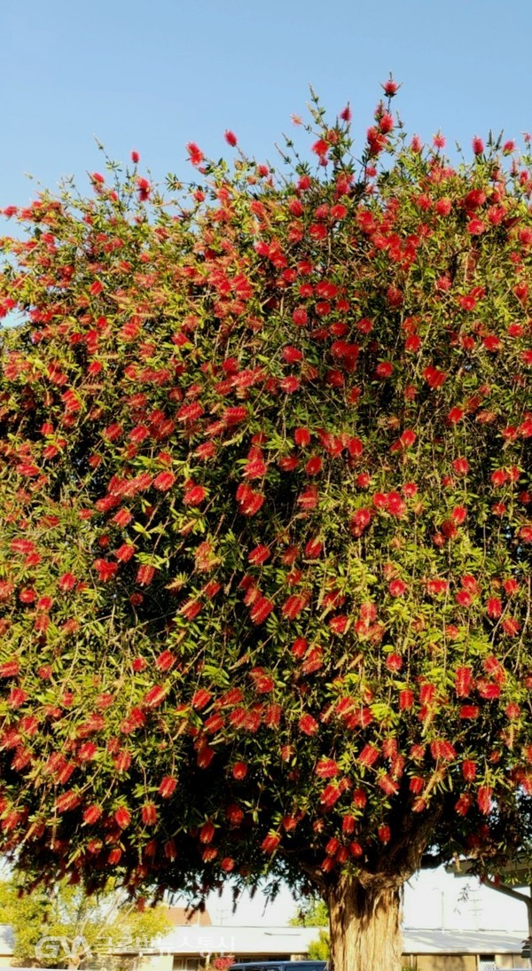 (사진: Jane Nam제공) 병솔나무Bottle Brush tree꽃 - 아기 젖병  닦아도 좋을 만큼 모양도 색상도 화려함까지 그지없다