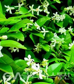 (사진:글로벌뉴스통신 남기재해설위원) 바람개비 모양의 향기 짙은 하얀 '마삭줄'Asiatic jasmine꽃