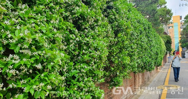 (사진:글로벌뉴스통신 남기재해설위원) '마삭줄'Asiatic jasmine 하얀꽃 향기에 덮힌 담장 -온 동네 골목길에 향기 가득하다