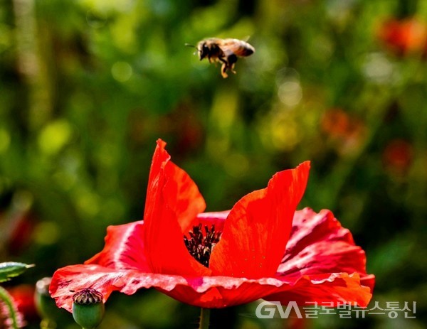 (사진제공:FKILsc백명원 경영자문위원) 양귀비꽃 찾아 이른 아침 부터 날아 든 벌 - 날개짓이 분주하다.