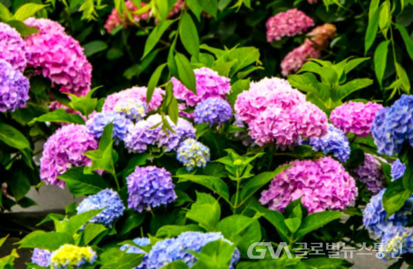 (사진촬영: 김연묵사진작가) 색동수국정원의 다양한색깔의 예쁜 수국