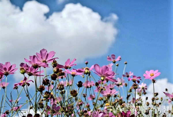  (사진제공: 오영관 사진작가) 파랑하늘 아래 솟은 연분홍 코스모스