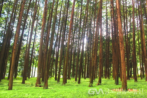 (사진: 글로벌뉴스통신 김금만 기자) 편백나무가 빼곡히 숲을 이루고 있는 모습