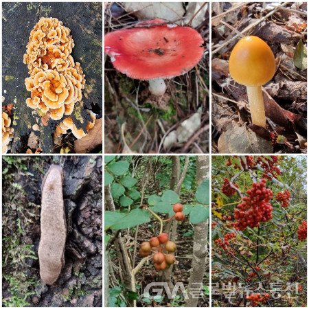 (사진:구반회) 매꽃부처버섯, 주홍무당버섯, 계란버섯,      마가목 열매, 초피나무 열매, 민달팽이 버섯