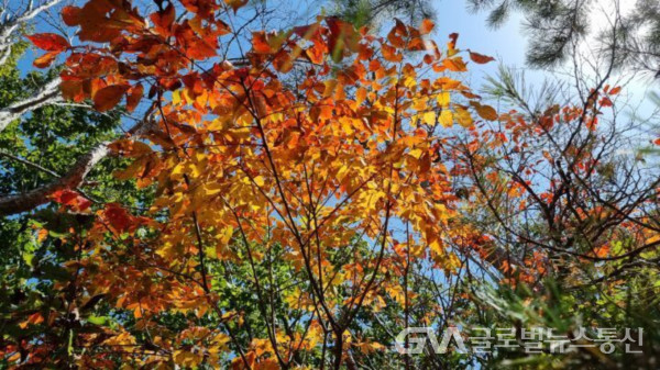 (사진: 구반회생태해설가) 태백의 명품 하늘 숲길에서 만난 단풍든 개옻나무