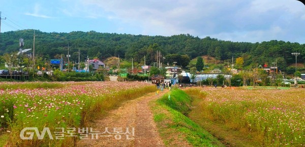 (사진제공:FKILsc이종열경영자문위원) 맨발걷기로 이름난 '계족산' 가는길 장동마을 앞 코스모스밭길