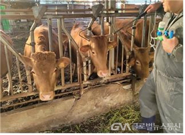 (사진제공:김해시) 하반기 소 염소 구제역 일제접종