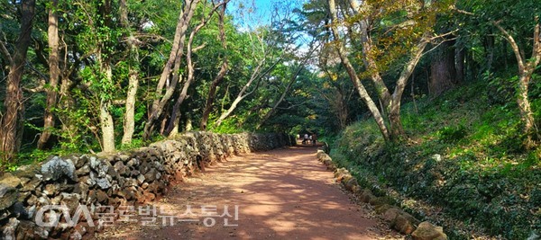 (사진제공:FKILsc 이종열경영자문위원) '비자림'을 걷는 것 만으로도 상큼한 기운을  받는다