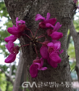 (사진; GNA-J.H.Kim) "박태기나무" 꽃 들의 아름다운 사랑 표시