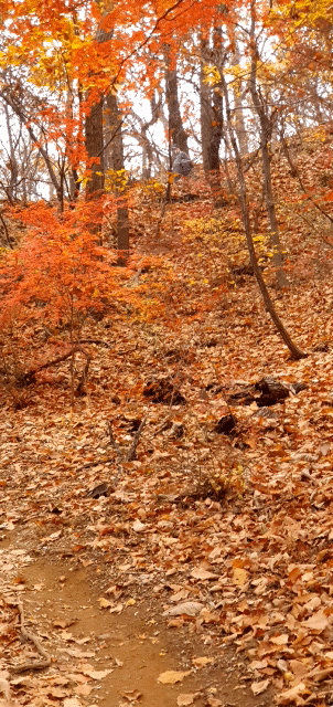 아스라이 남은 '단풍길' -그래도 남향벋이 언덕길엔 단풍나무 붉은 잎새 만추晩秋의 향수鄕愁를 그린다.
