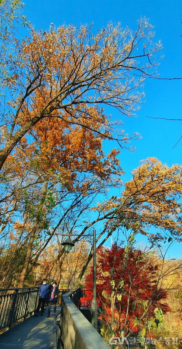 초겨울 하늘 아래 담은 가을색 풍경 -그 사이 지나는 중년의 산책객, 그 삶도 파랑하늘 아래 빛나는 가을색 같다 