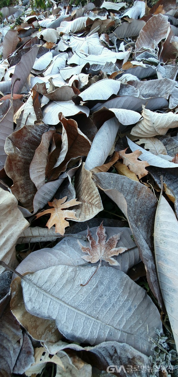수북한 낙엽 위에 덮힌 하얀 서리 - 순백의 맑음에서 겨울을 느끼게한다.