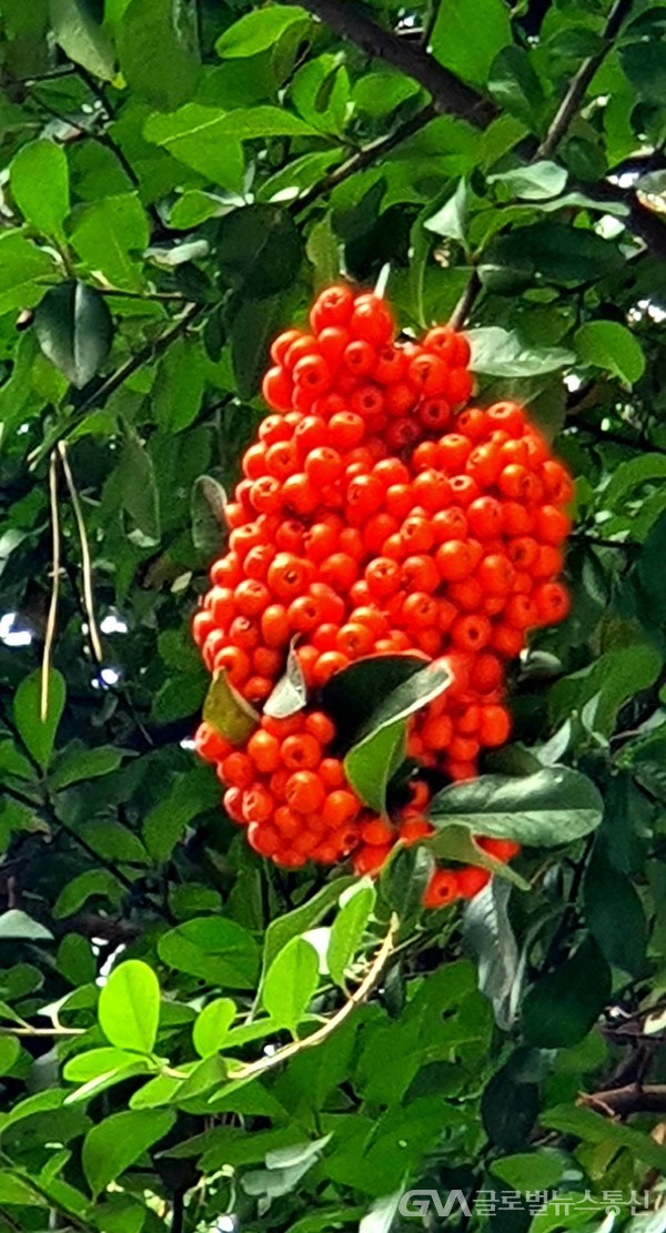 한겨울 내내 새들의 먹이가 될 '피라칸다' 붉은열매
