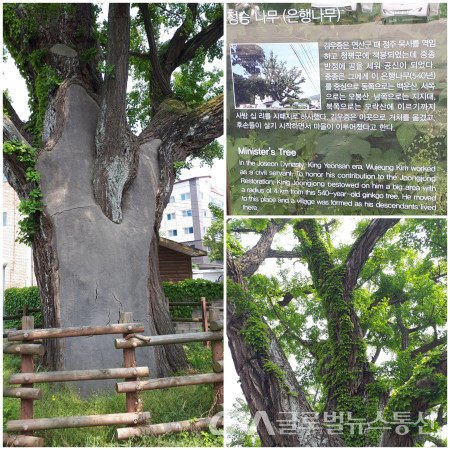 (사진; 김인구작가) 의왕시 왕곡동 왕림 마을입구의 600년  정승나무(은행나무) 