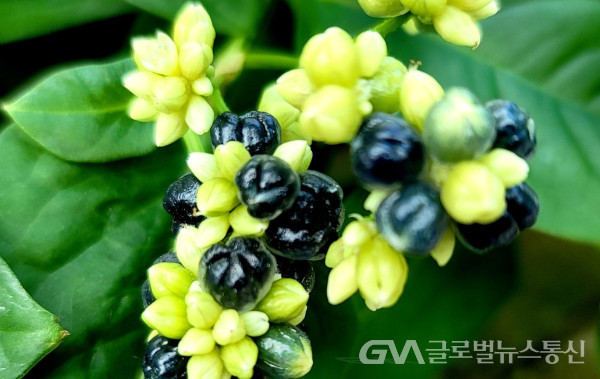 (,사진 : 이종봉 생태사진작가) 한국 제주도 특산식물  "덩굴모밀"