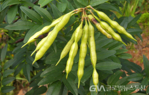 (사진 : 송홍선박사) 약용식물 "고삼(苦蔘)"의 열매