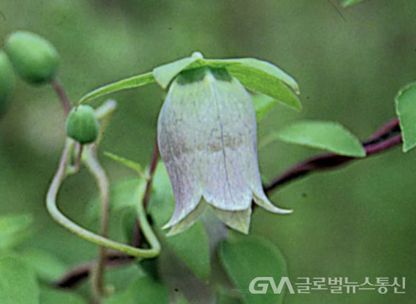 (사진 : 민속식물연구소) "만삼"의 예쁜 꽃 모습-2