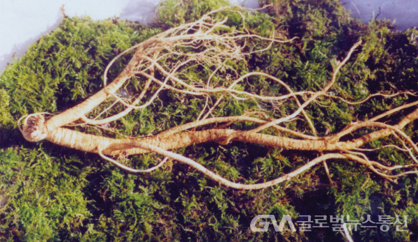 (사진 :민속식물연구소) 약용 식물 "만삼"의 뿌리 모습